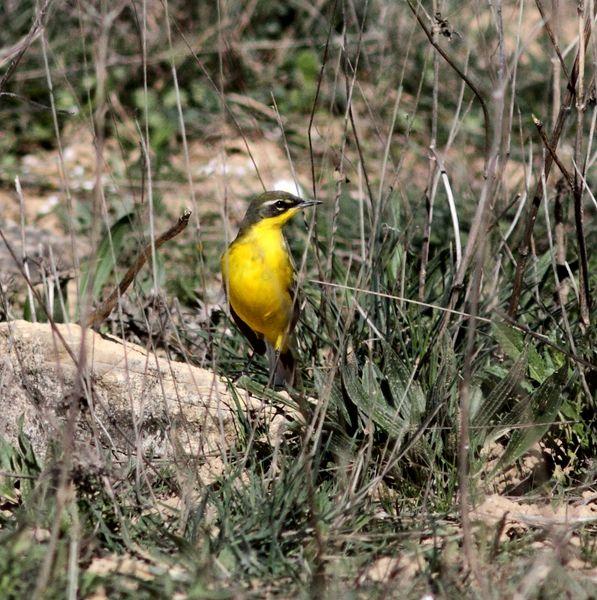 MOTACILLA FLAVA-LAVANDERA BOYERA-YELLOW WAGTAIL