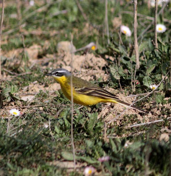 MOTACILLA FLAVA-LAVANDERA BOYERA-YELLOW WAGTAIL
