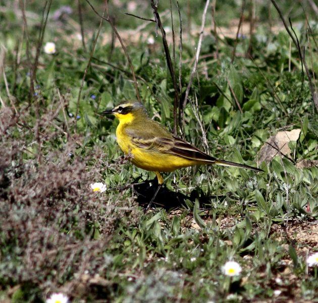 MOTACILLA FLAVA-LAVANDERA BOYERA-YELLOW WAGTAIL