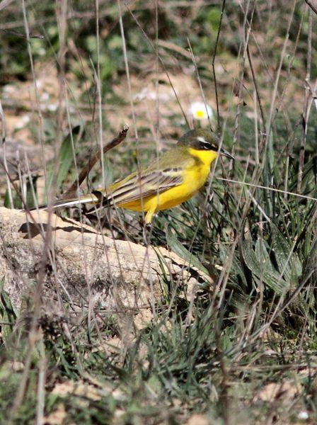 MOTACILLA FLAVA-LAVANDERA BOYERA-YELLOW WAGTAIL
