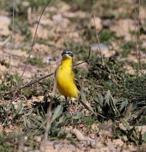 MOTACILLA FLAVA-LAVANDERA BOYERA-YELLOW WAGTAIL
