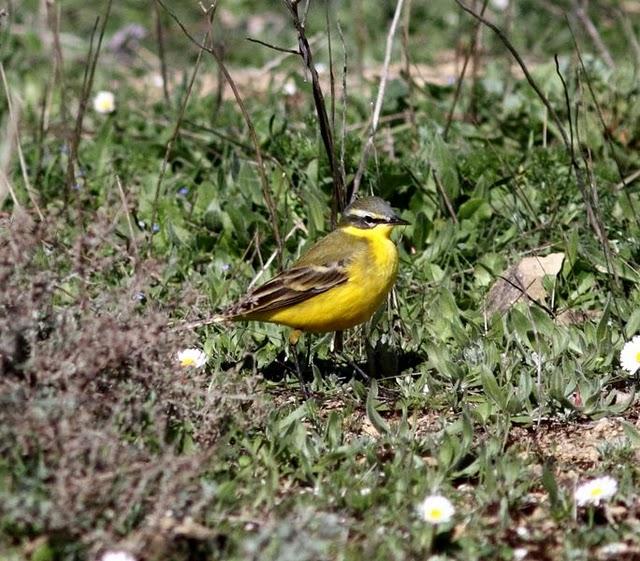 MOTACILLA FLAVA-LAVANDERA BOYERA-YELLOW WAGTAIL