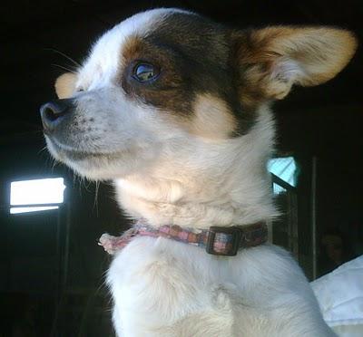 CONOR, chiguagua de 10 meses en adopción.