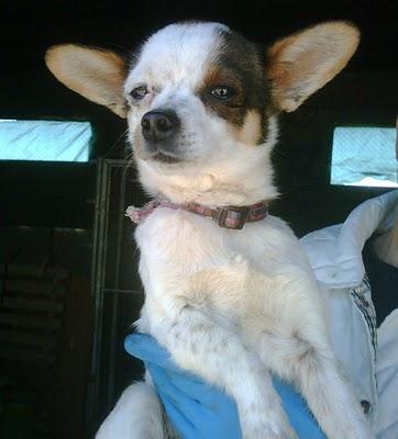 CONOR, chiguagua de 10 meses en adopción.