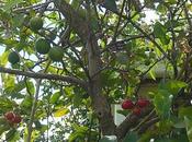 Tomates indeterminados?