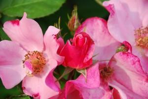 PRIMAVERA, BROTA LA VIDA, DE NUEVO!