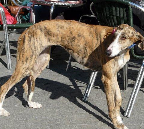 URGENTE, GALGA PERDIDA EN MADRID.