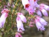 Cúrate hierbas: brezo