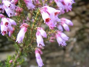 brezo Cúrate con las hierbas: el brezo