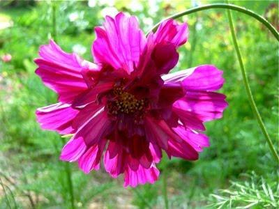 Cosmos - Cosmos bipinnatus