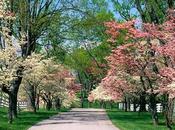 Primavera