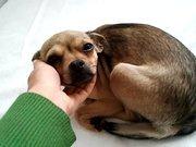 Chihuahua preñada busca adopción. (Murcia)