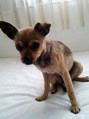 Chihuahua preñada busca adopción. (Murcia)