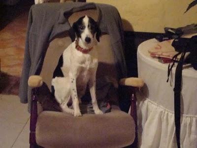 Podenco perdido en Barriada los Arcos. (Sevilla)