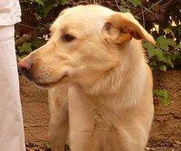 MUY URGENTE! CON SOLO 10 MESES LO SACRIFICAN EL LUNES.