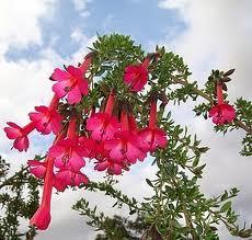 La Flor Sagrada de los Incas, Perú y Bolivia