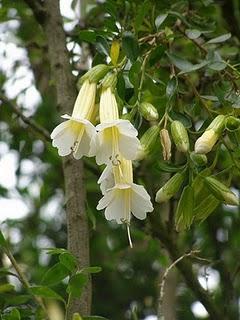 La Flor Sagrada de los Incas, Perú y Bolivia