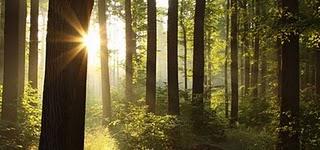 Entierro ecológico sueco