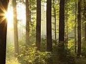 Entierro ecológico sueco