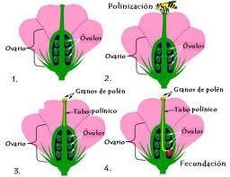 Polinización en las Plantas y Tipos