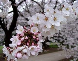 Flor del Japón, Sakura o Flor del Cerezo