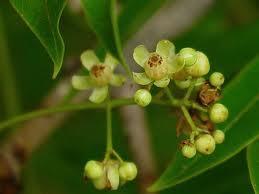 Flor y árbol nacional de República Dominicana, Caoba