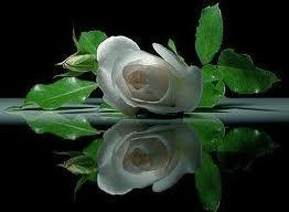 Rosas Blancas y la Autoestima