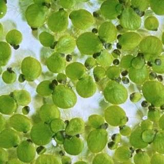 Planta más pequeña del Mundo