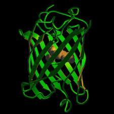 imagen estructura GFP green fluorescence protein