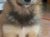 Teddy cachorrito rescatado basura (Murcia)‏