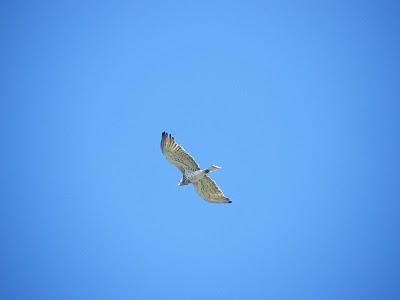 MIGRACIÓN con mayúsculas en el Estrecho de Gibraltar...17-18/03/11