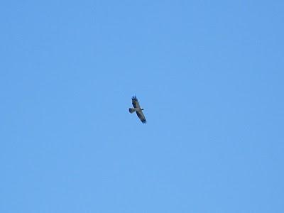 MIGRACIÓN con mayúsculas en el Estrecho de Gibraltar...17-18/03/11