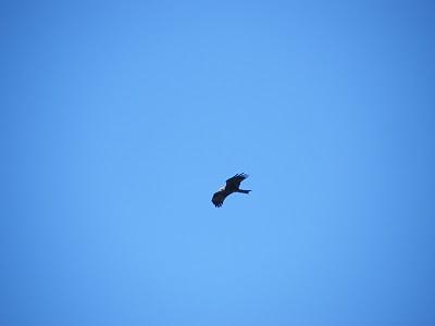 MIGRACIÓN con mayúsculas en el Estrecho de Gibraltar...17-18/03/11