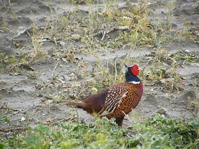 MIGRACIÓN con mayúsculas en el Estrecho de Gibraltar...17-18/03/11