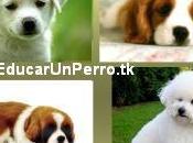 ¿como entrenar cachorro para vivir interiores?