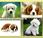 ¿como entrenar cachorro para vivir interiores?