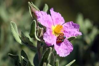 LA PRIMAVERA LA SANGRE ALTERA ¡ENAMÓRATE EN PRIMAVERA! LA PRIMAVERA LA SANGRE ALTERA ¡ENAMÓRATE EN PRIMAVERA!