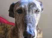 primavera corazón altera....!!!