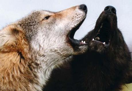 Fábula del Perro pastor fichado por tres lobos