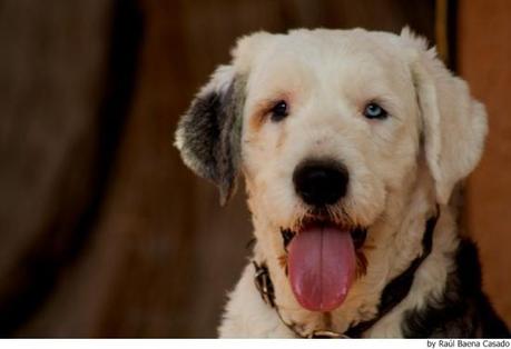 Fábula del Perro pastor fichado por tres lobos