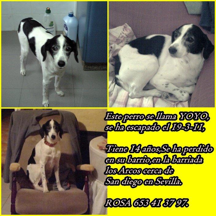 Yoyo, senior perdido en Sevilla