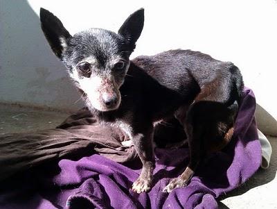 Impidamos que ocurra ¡¡Viejito muriéndose en la perrera.!!