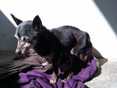 Impidamos que ocurra ¡¡Viejito muriéndose en la perrera.!!