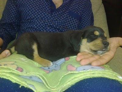 URGENTE, CACHORRO DE MES Y POCO! Rot, la desgracia de la raza (Sevilla)