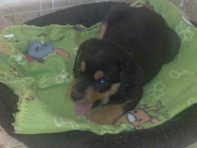 URGENTE, CACHORRO DE MES Y POCO! Rot, la desgracia de la raza (Sevilla)