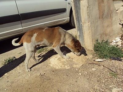 URGENTE ACOGIDA O ADOPCIÓN PARA HERMES-ESTÁ EN LA CALLE Y AÚN ES CACHORRO. CEUTÍ (MURCIA)