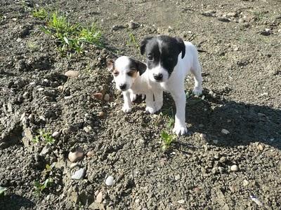 NERO Y ALI, DOS BEBÉS BODEGUEROS MINÚSCULOS TIRADOS EN EL CAMPO COMO BASURA.