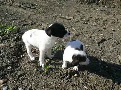 NERO Y ALI, DOS BEBÉS BODEGUEROS MINÚSCULOS TIRADOS EN EL CAMPO COMO BASURA.