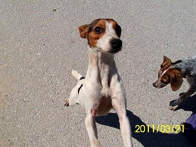 AYUDA! Perrita en celo,herida,en los huesos,en la calle.