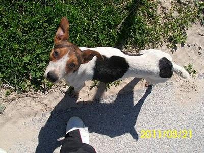 AYUDA! Perrita en celo,herida,en los huesos,en la calle.